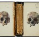 Skulls thumbnail